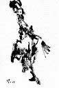 flamenco1a.jpg (3021 Byte)